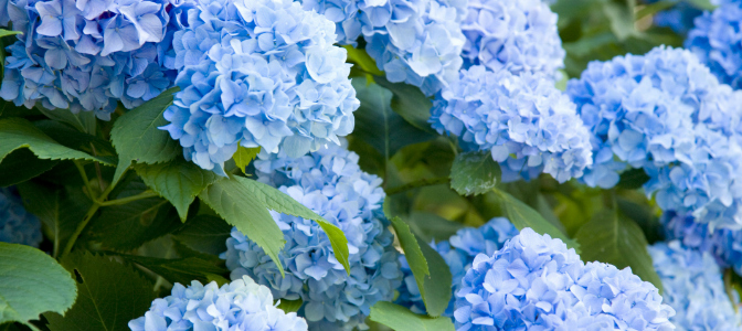 Hydrangeas are a fluffy and robust flower to have a wedding reception. But what is their symbolic meaning?