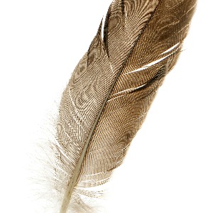 Feather