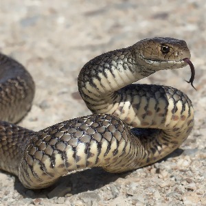 Snake